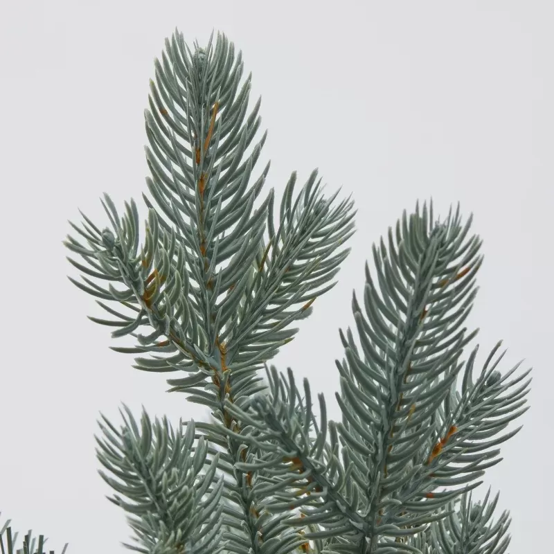 PINO ARGENTATO C/VASO H45