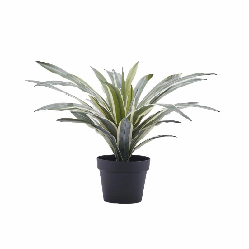 AGAVE C/VASO H 45