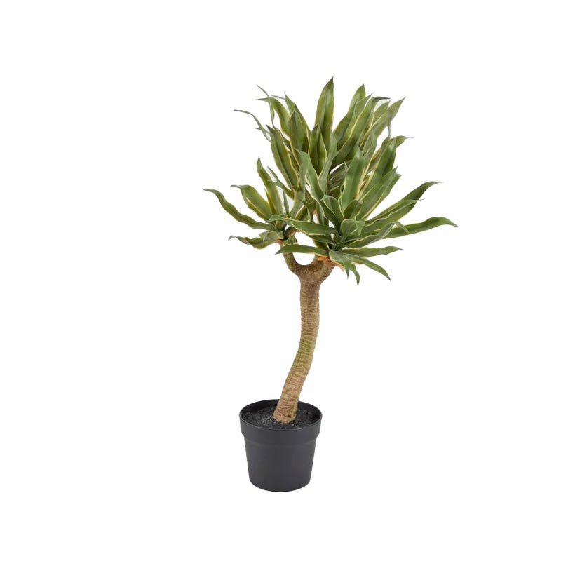 AGAVE CHIC C/VASO X3 H70