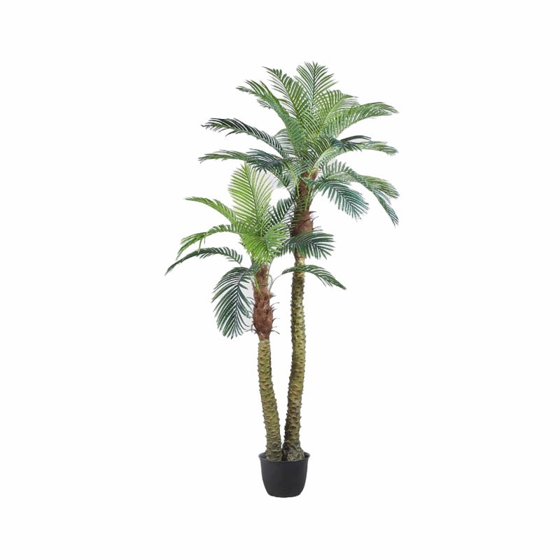 PALMA ARECA C/VASO X2 H250