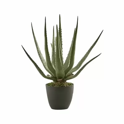 Aloe Chic Artificiale con Vaso H45 cm | EDG – Enzo De...