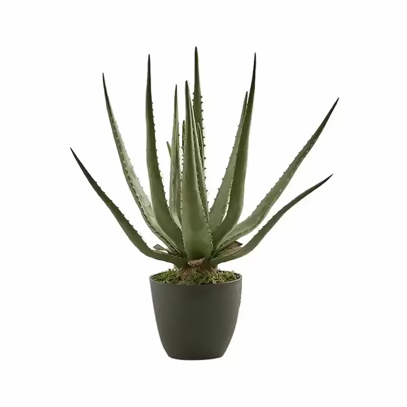 ALOE CHIC C/VASO H45