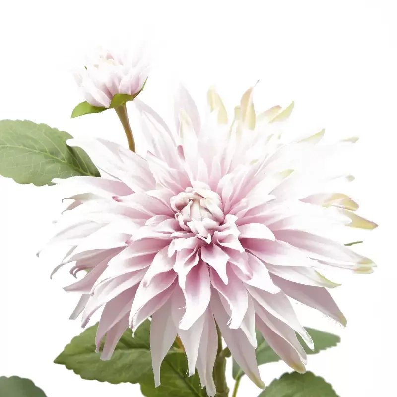 DALIA RAMO X2 C/FOGLIE C/BOCCIOLO H80