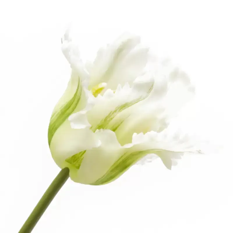 Bouquet Tulipani Pappagallo Parrot Bianco e Verde H51 cm (Mazzo 3 pz) – EDG Enzo De Gasperi