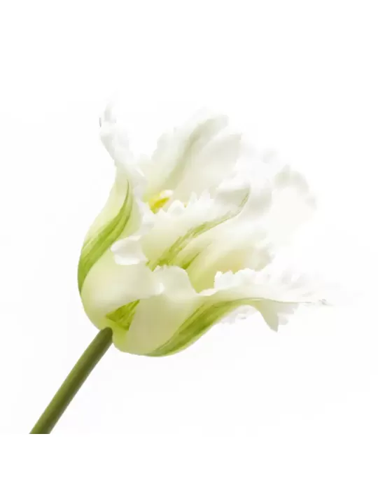 Bouquet Tulipani Pappagallo Parrot Bianco e Verde H51 cm (Mazzo 3 pz) – EDG Enzo De Gasperi