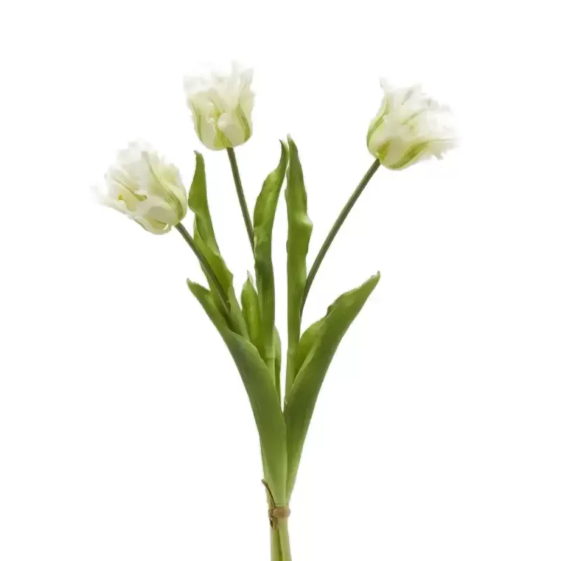 Bouquet Tulipani Pappagallo Parrot Bianco e...