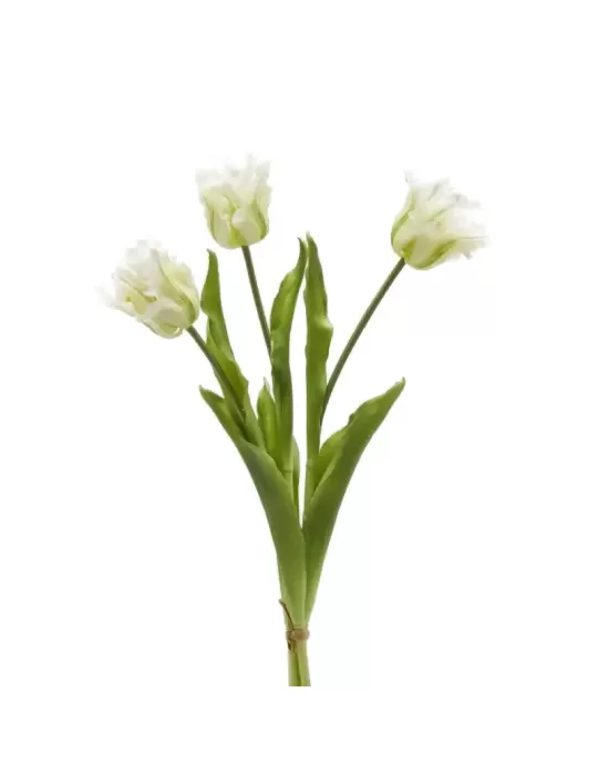 Bouquet Tulipani Pappagallo Parrot Bianco e...