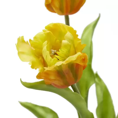 TULIPANO PARROT MAZZO3PZ H51 2