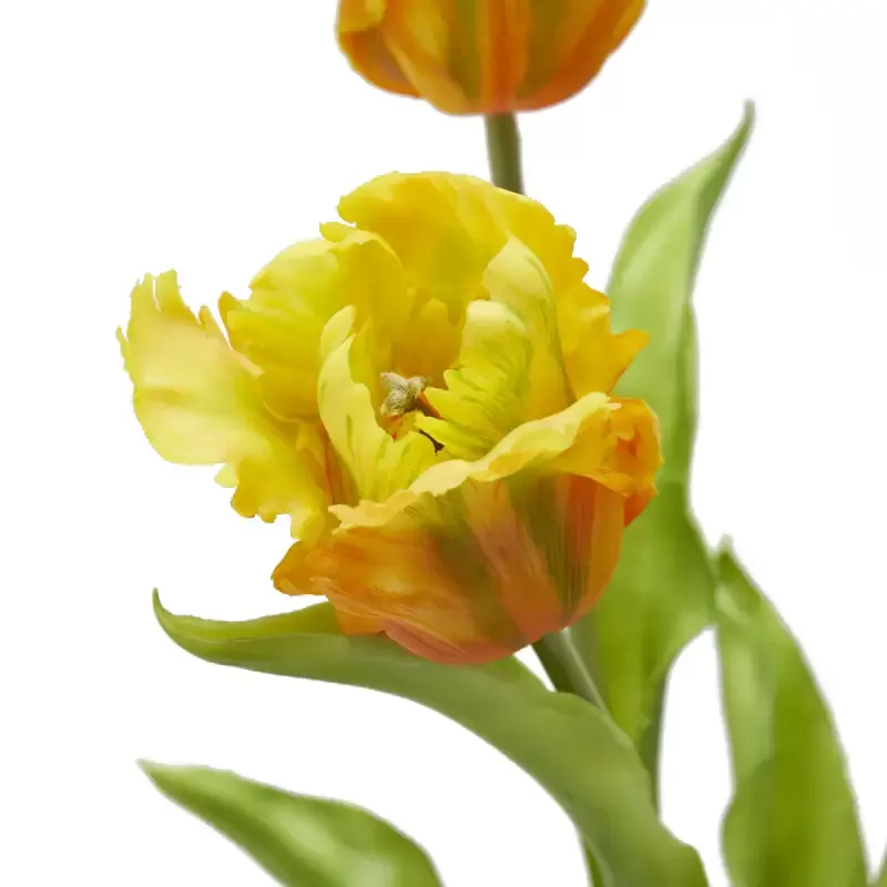 Bouquet Tulipani Pappagallo Parrot Giallo e...