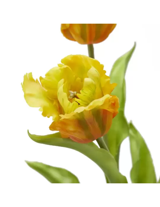Bouquet Tulipani Pappagallo Parrot Giallo e...