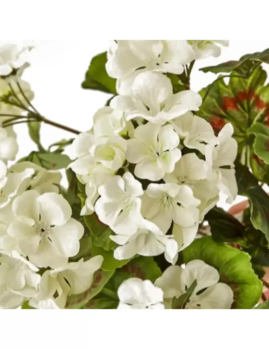 Geranio Cascante Bianco H75 – Pianta...