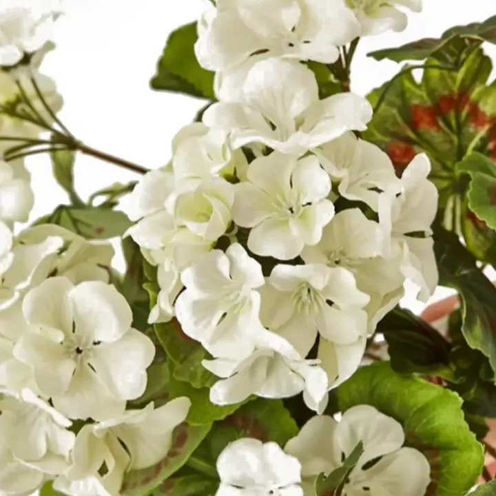 EDG Geranio cascante artificiale bianco 75 cm