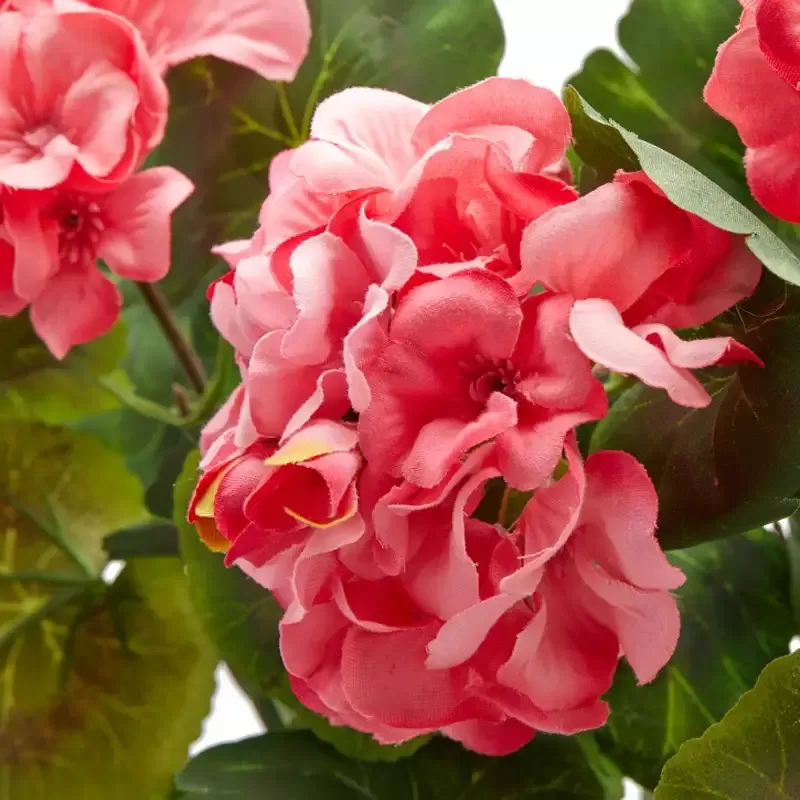 Geranio Cascante EDG H75 Rosa Decorativo...