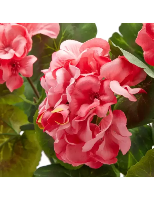 Geranio Cascante EDG H75 Rosa Decorativo...