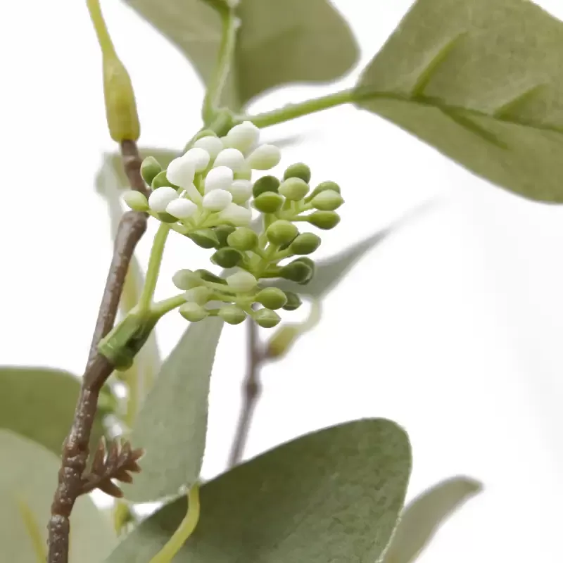 EUCALIPTO MAZZO X0 H55