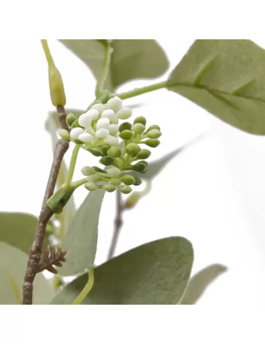 EUCALIPTO MAZZO X0 H55