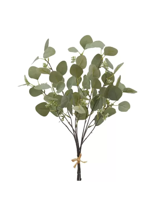 EUCALIPTO MAZZO X0 H55