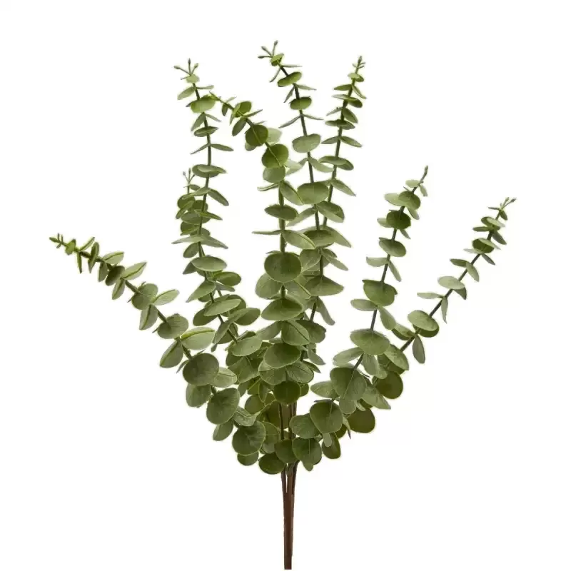 EUCALIPTO OLIS CESP X8 H52