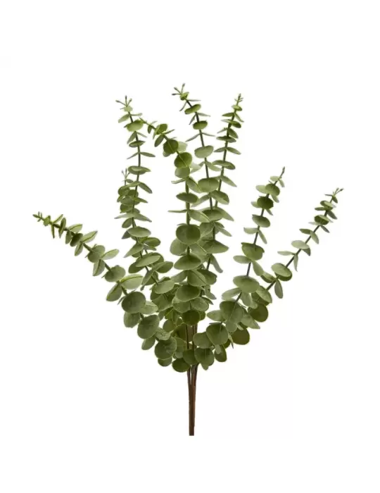 EUCALIPTO OLIS CESP X8 H52