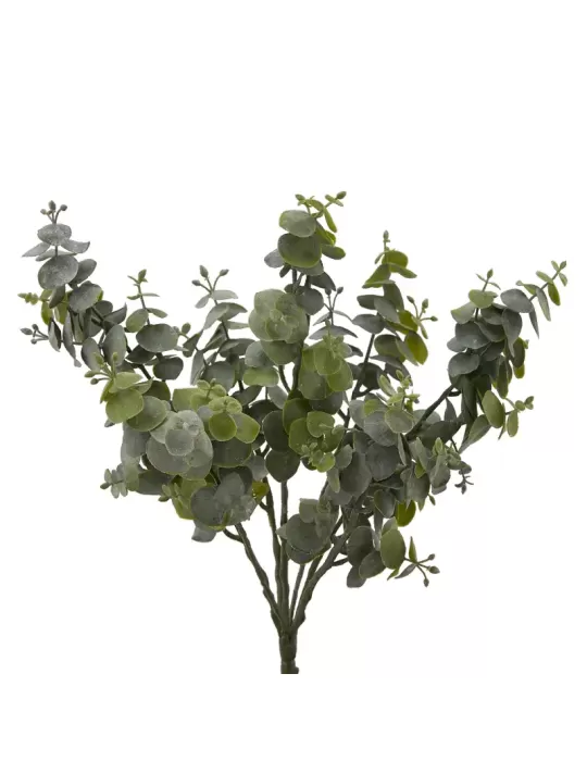 EUCALIPTO CHIC CESP. X7 H36