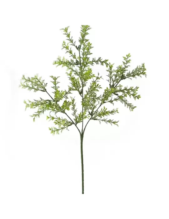 SALVIA CESPUGLIO H 60