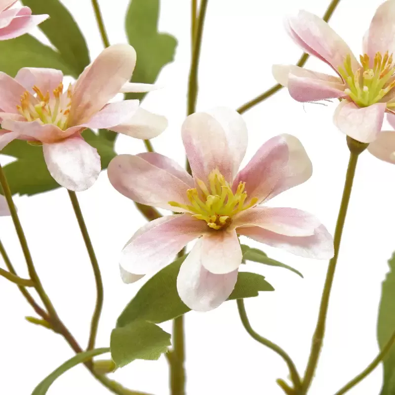 ANEMONE  RAMO C/FOGLIE 2ASS H56