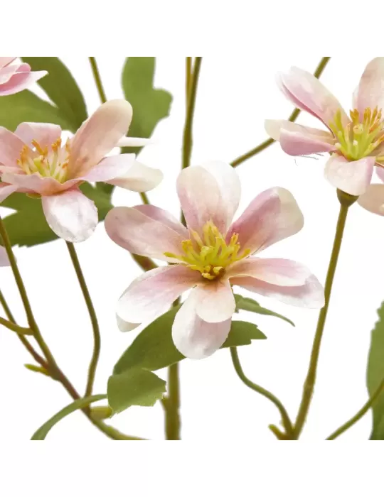 ANEMONE  RAMO C/FOGLIE 2ASS H56