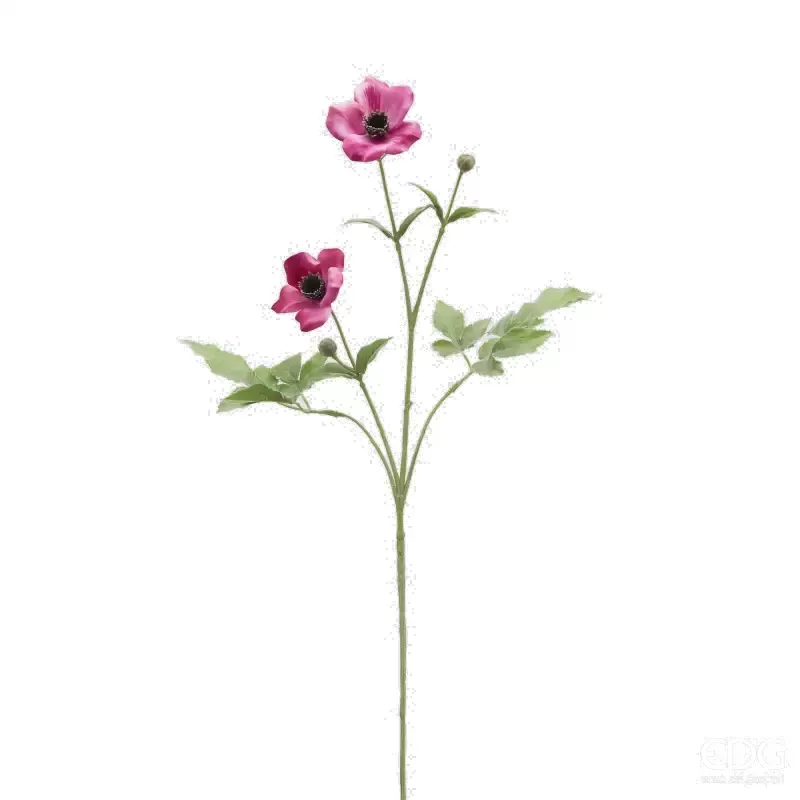 AMEMONE RAMO X2 C/BOCCIOLO H70