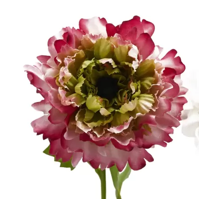 ANEMONE C/FOGLIE 3ASS. H53