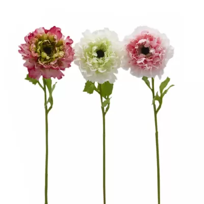 ANEMONE C/FOGLIE 3ASS. H53 2