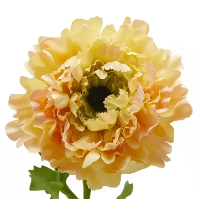 ANEMONE C/FOGLIE 3ASS. H53 2