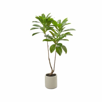 Camelia Carinata Artificiale H160 con Vaso Bianco – EDG...