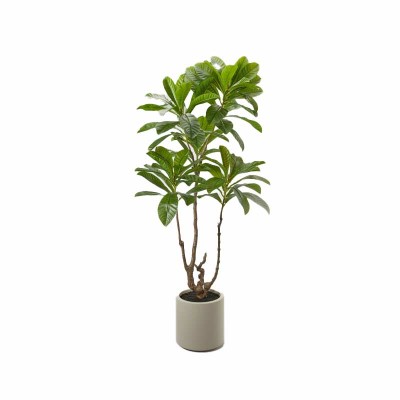 CAMELIA CARINATA X3 C/VASO H185