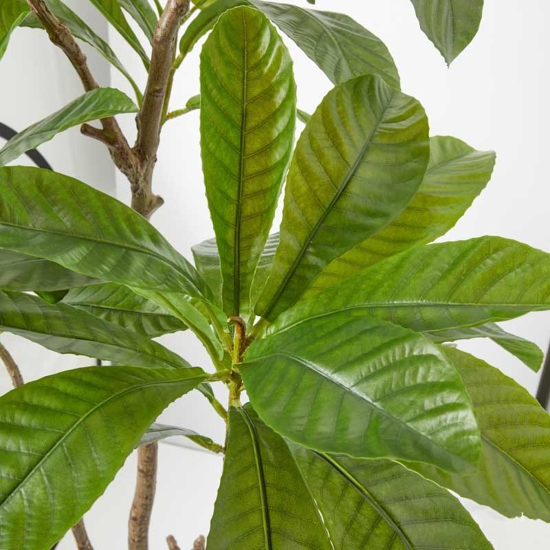 CAMELIA CARINATA X3 C/VASO H185