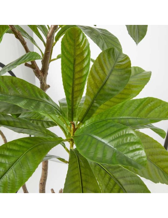 CAMELIA CARINATA X3 C/VASO H185