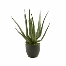 EDG Aloe Chic artificiale con vaso alta 55 cm