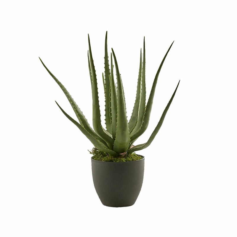 ALOE CHIC C/VASO PV H55