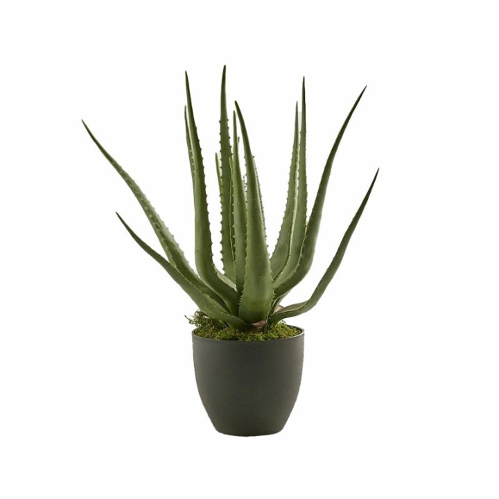 EDG Aloe Chic artificiale con vaso alta 55 cm