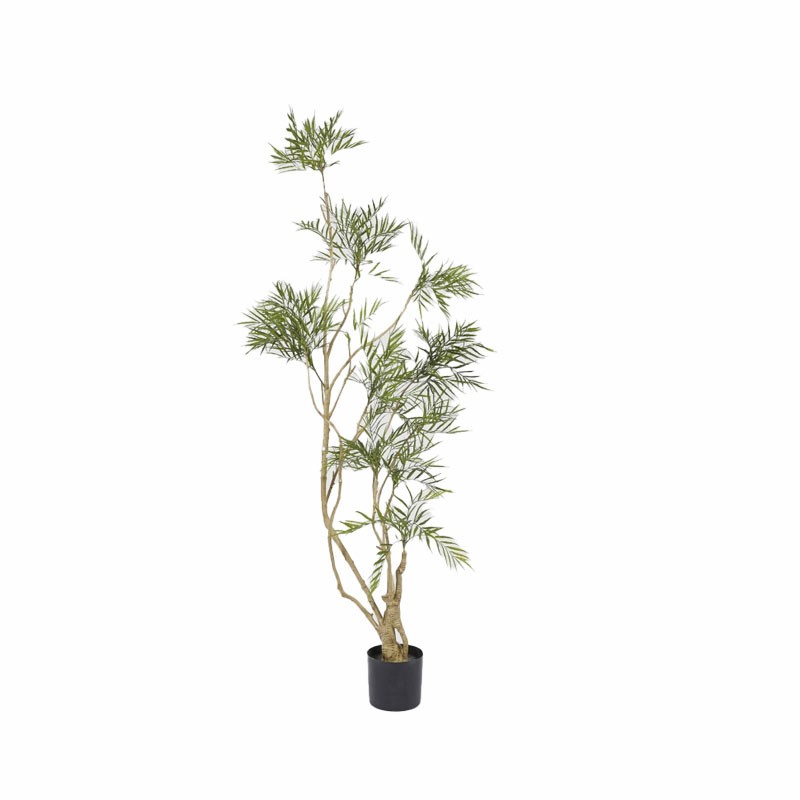 BERBERIS FORTUNEI C/VASO H180
