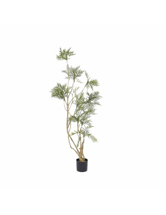 BERBERIS FORTUNEI C/VASO H180