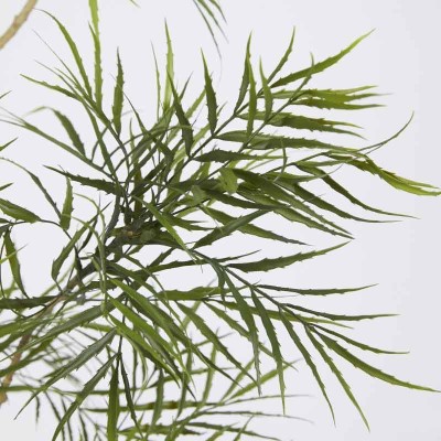 BERBERIS FORTUNEI C/VASO H180 2
