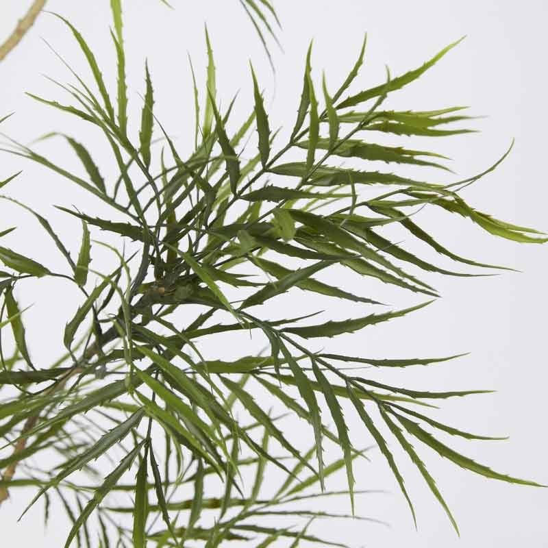 BERBERIS FORTUNEI C/VASO H180