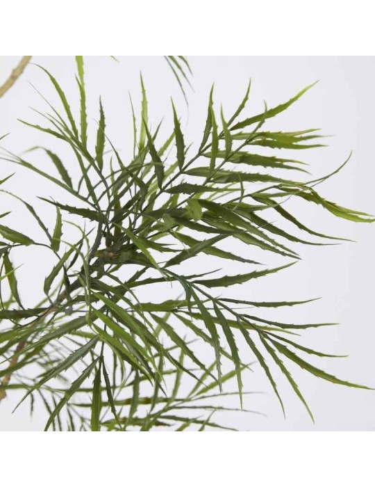 BERBERIS FORTUNEI C/VASO H180