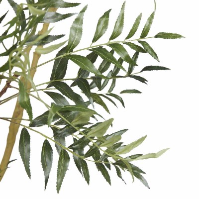 BERBERIS FORTUNEI C/VASO H250 2