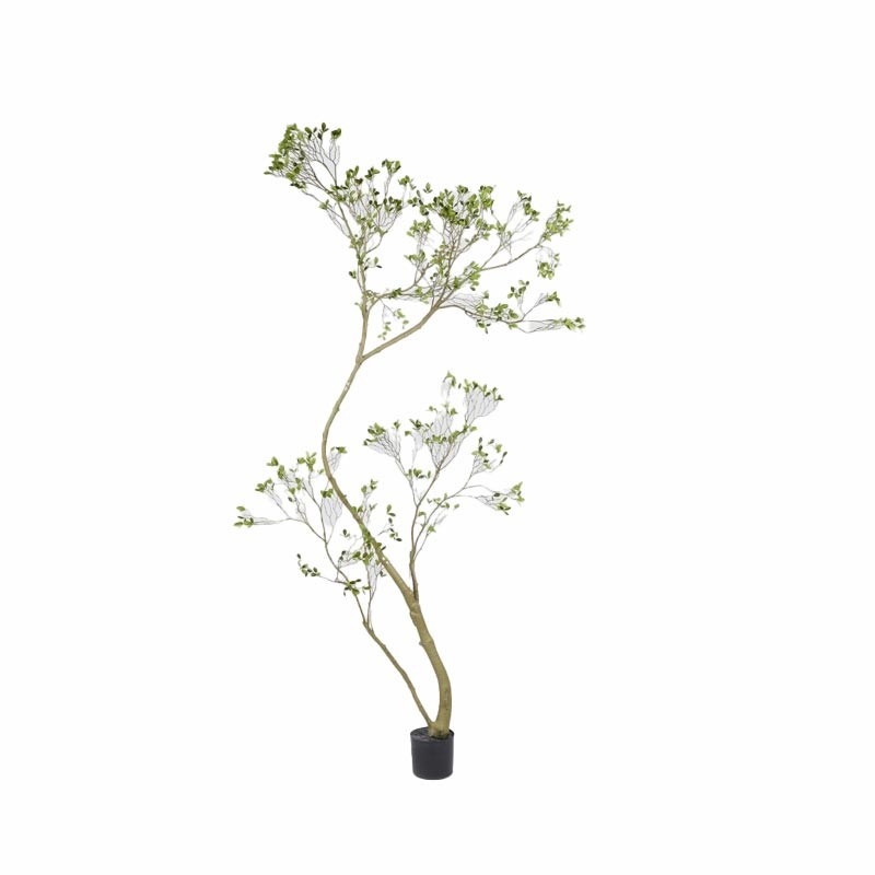 BUCIDA SPINOSA C/VASO H250