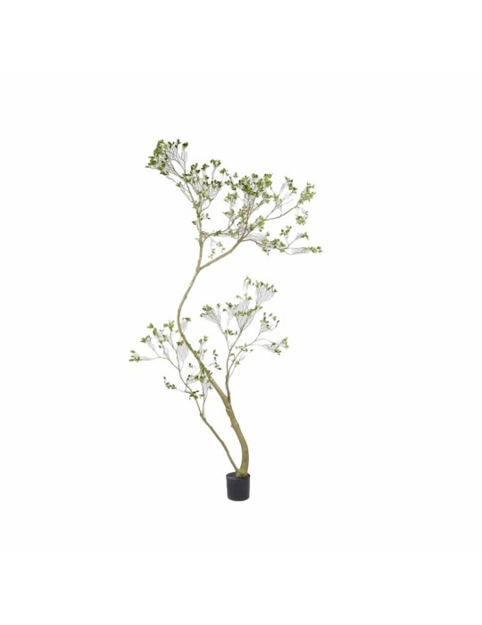 BUCIDA SPINOSA C/VASO H250