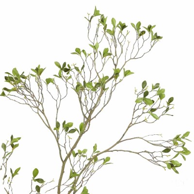 BUCIDA SPINOSA C/VASO H250 2