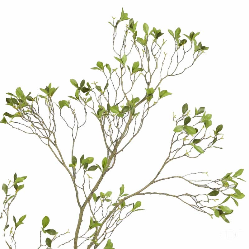 BUCIDA SPINOSA C/VASO H250