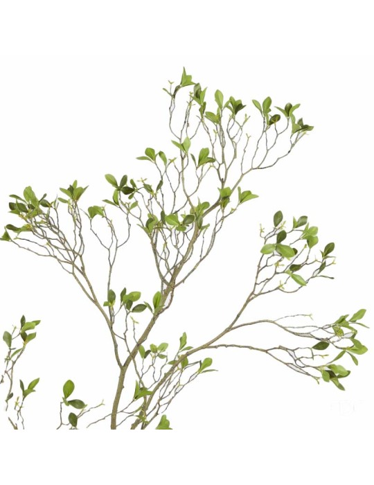 BUCIDA SPINOSA C/VASO H250