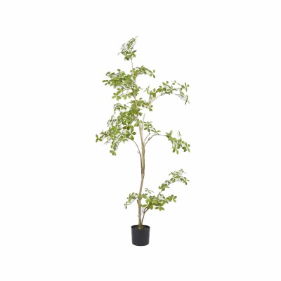 BUCIDA BUCERAS C/VASO H160